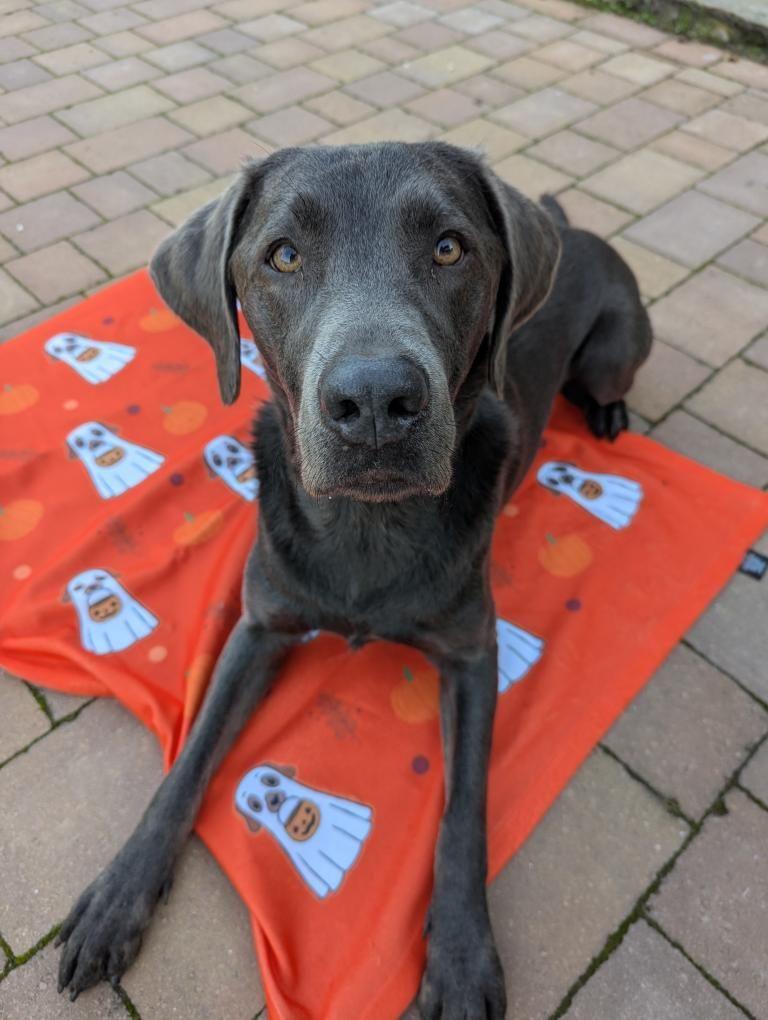 Halloween Dog Fleece Blanket