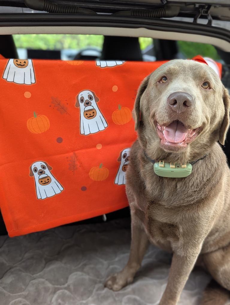 Halloween Dog Fleece Blanket