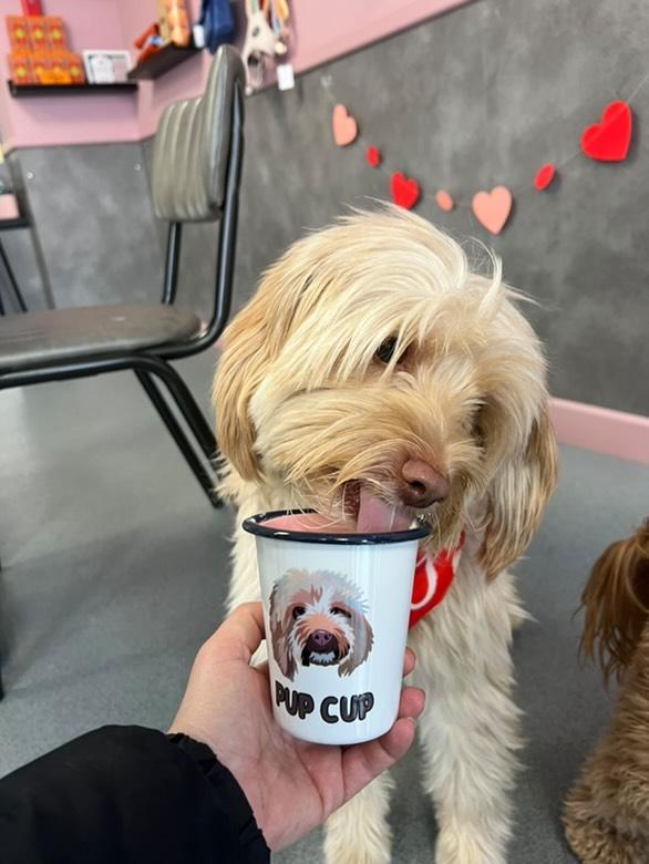 Personalised Pup Cup using YOUR Pet Photo | Custom Pup Cup