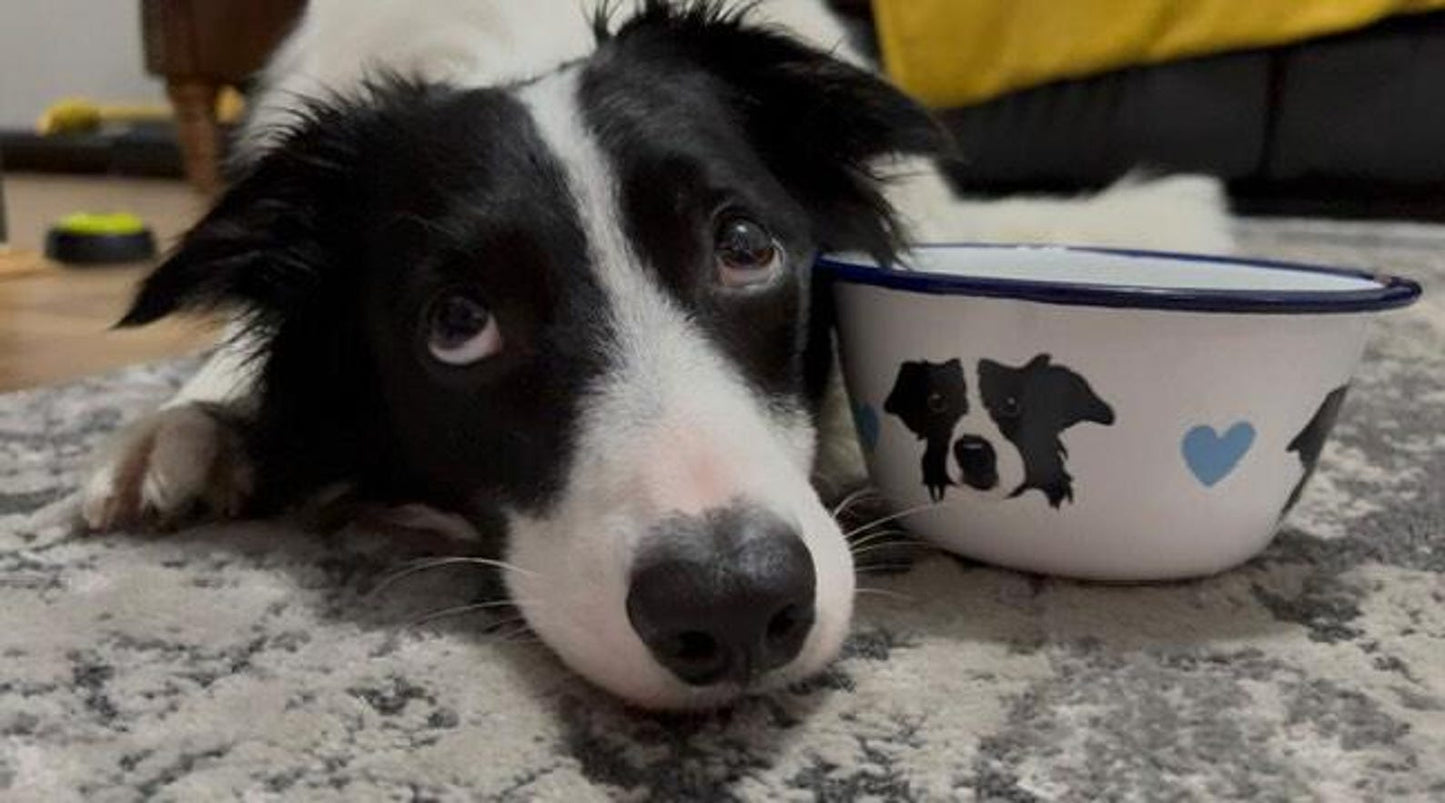 Enamel Dog Bowl Personalised