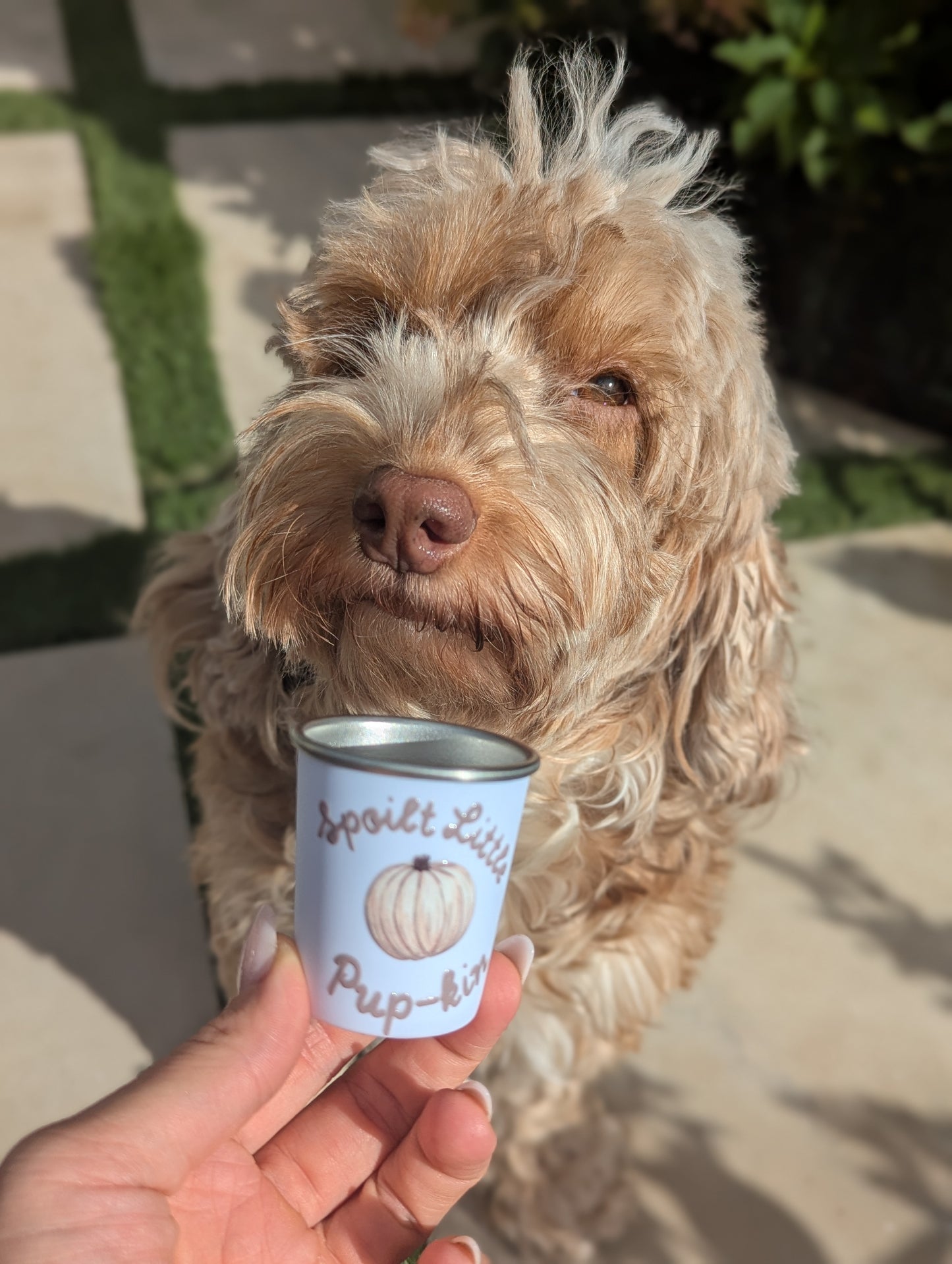 Personalised 2oz Pup Cups using YOUR small biz logo | Custom Pup Cups