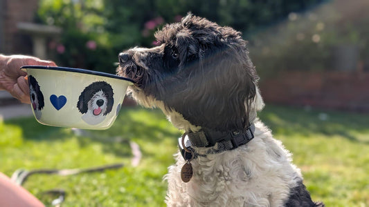 Enamel Dog Bowl Personalised