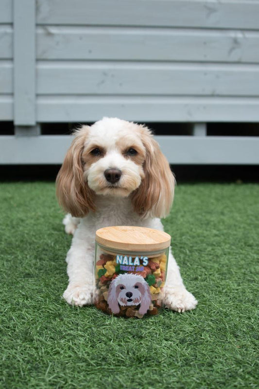 Personalised Pet Treat Jar Personalised Treat Jar for Dogs,Treat Jar Glass with Bamboo Lid Small